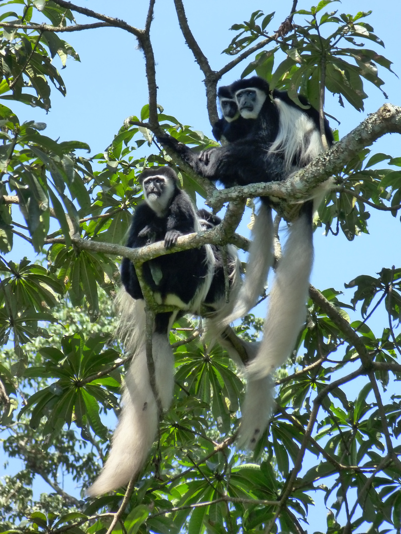 Colobusaffen im Arusha-Nationalpark