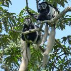 Colobusaffen im Arusha-Nationalpark