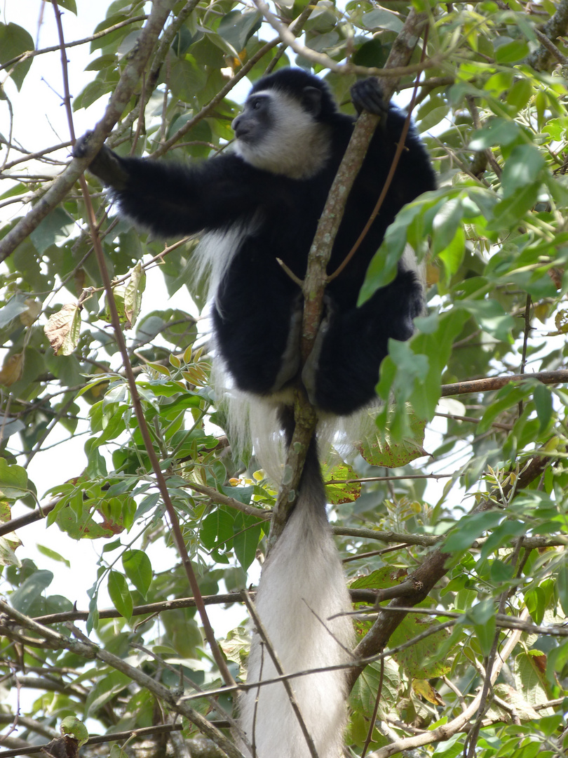 Colobus(Mantelaffe)