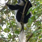 Colobus(Mantelaffe)