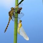 Écologie rétrospective