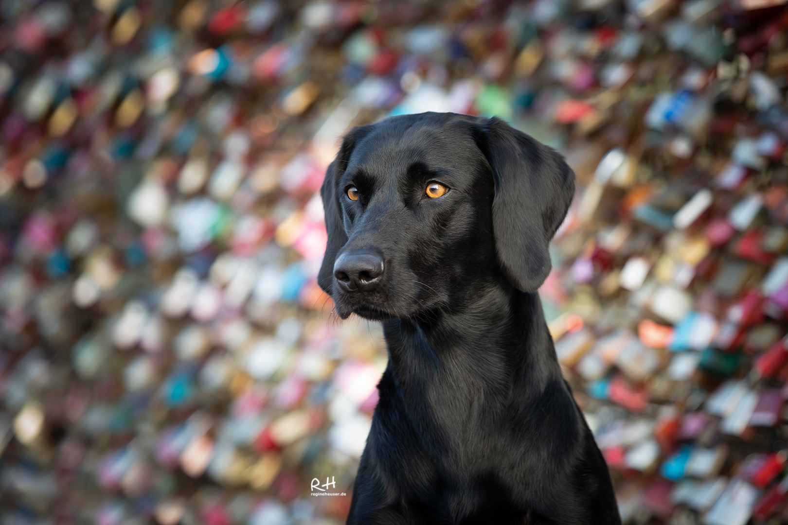 Cologne Dogs