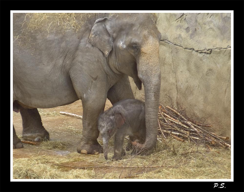 [ cologne zoo - I - ] ... new life