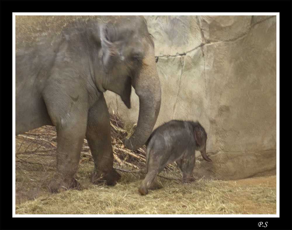 [ cologne zoo - IV - ] ... new life