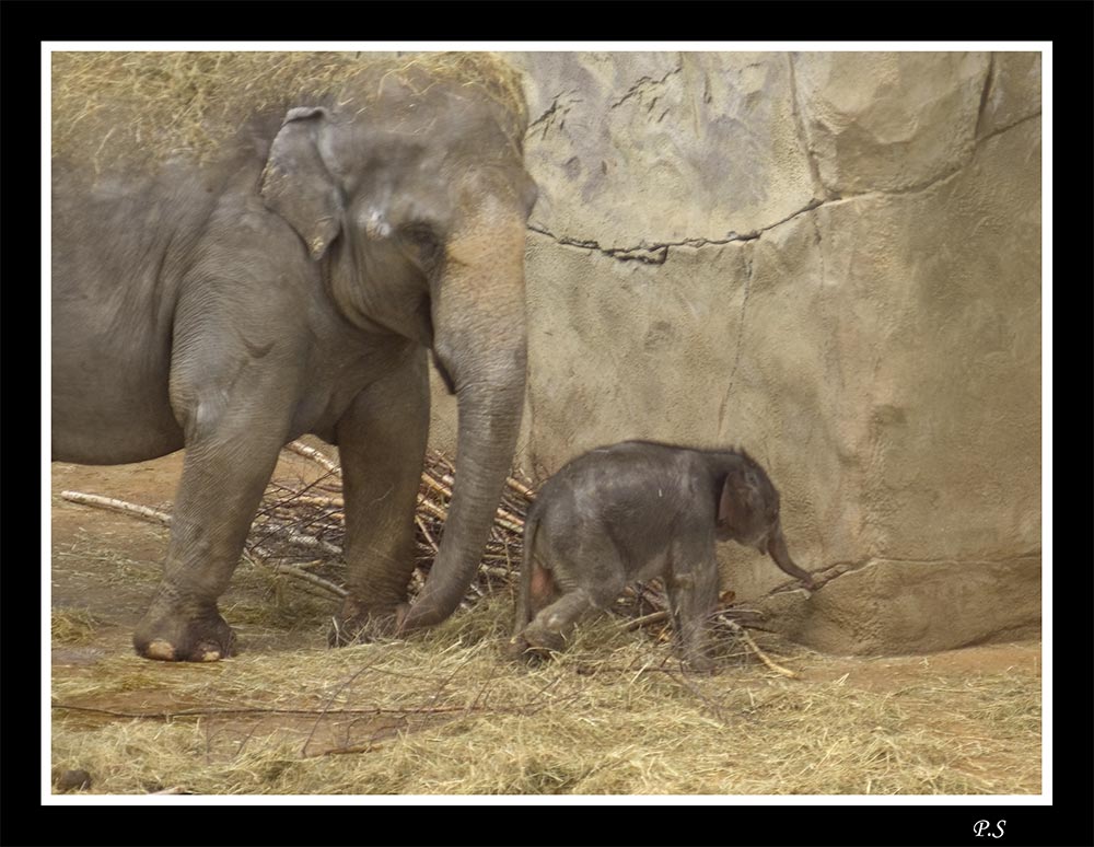 [ cologne zoo - V - ] ... new life