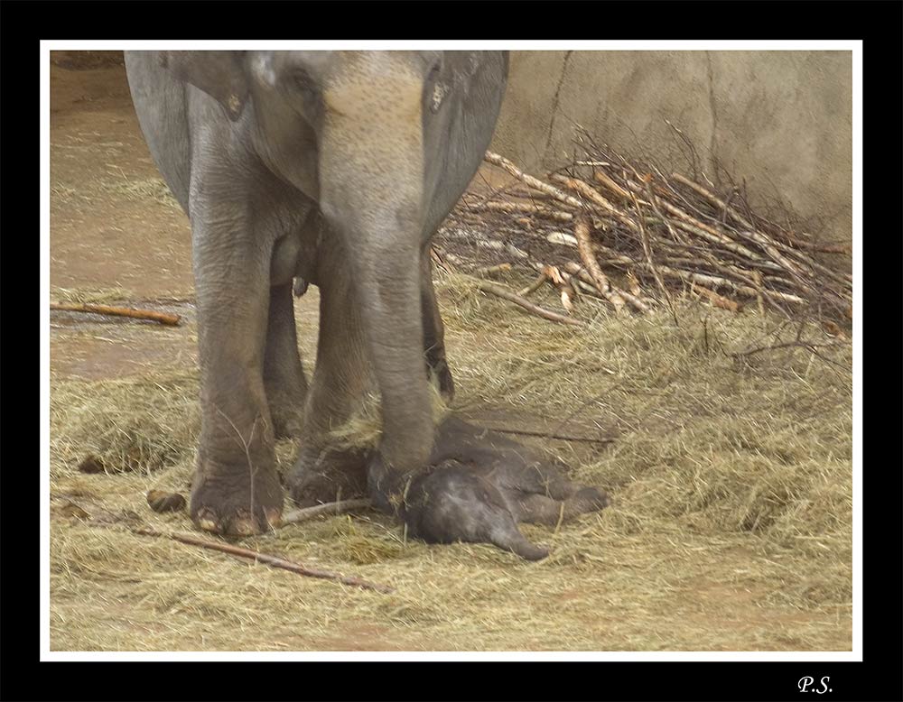 [ cologne zoo - VI - ] ... new life