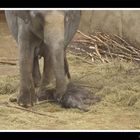 [ cologne zoo - VI - ] ... new life