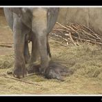 [ cologne zoo - VI - ] ... new life