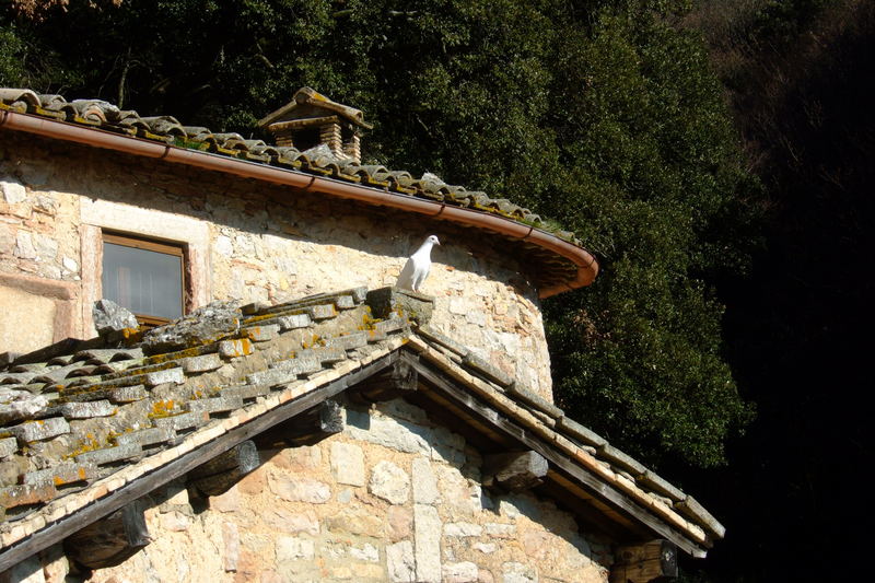 Colomba all' Eremo delle Carceri, Assisi