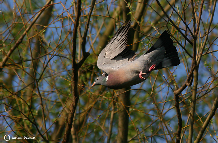 Colombaccio ( Columba palumbus)