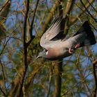 Colombaccio ( Columba palumbus)