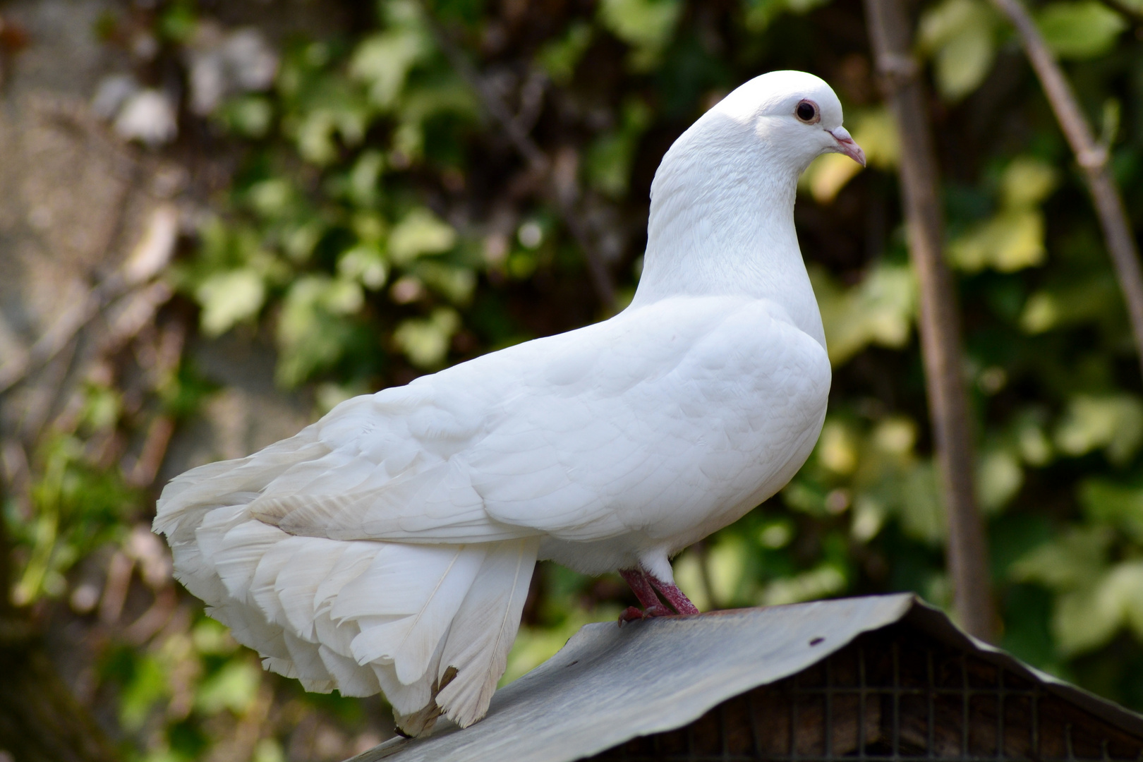 Colombe blanche photo et image animaux, nature Images Colombe blanche photo et image animaux, nature Images