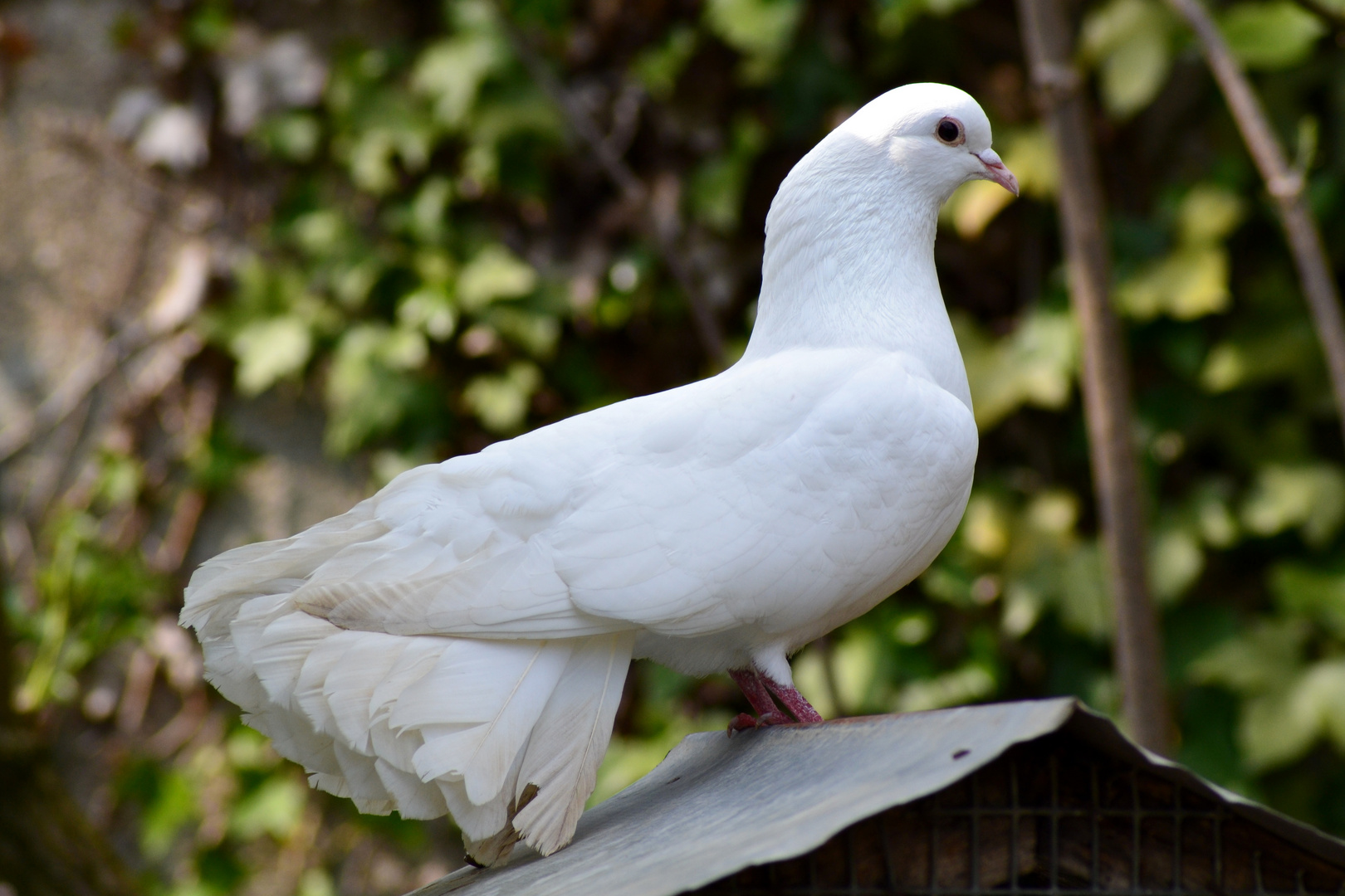 Colombe blanche