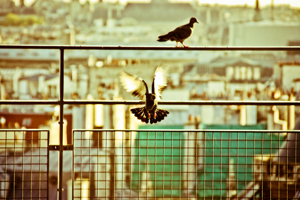 colombes à Paris