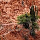 Colombia die Tatacoa-Wüste