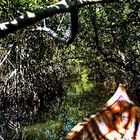 Colombia: Mangrovensumpfgebiet an der Karibikküste