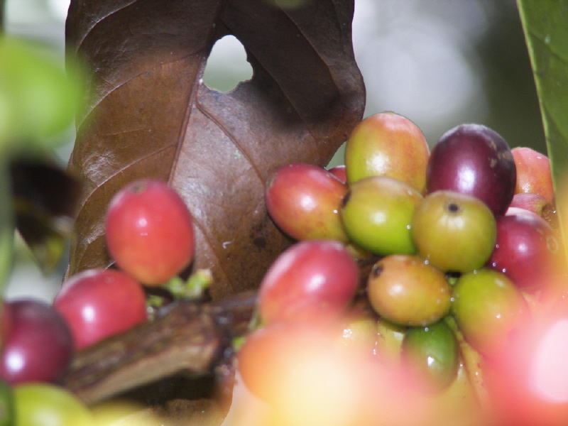 Colombian Coffee