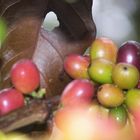 Colombian Coffee