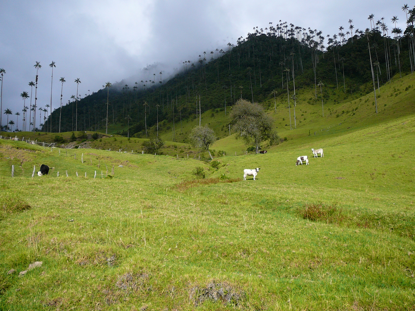 Colombian Cows