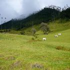 Colombian Cows