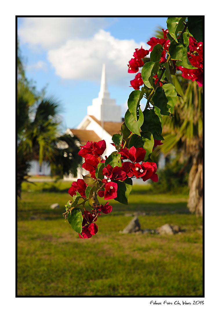 Colombus Bougainvillea