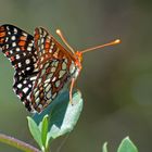 Colon Checkerspot (Euphydryas colon)