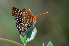 Colon Checkerspot (Euphydryas colon)