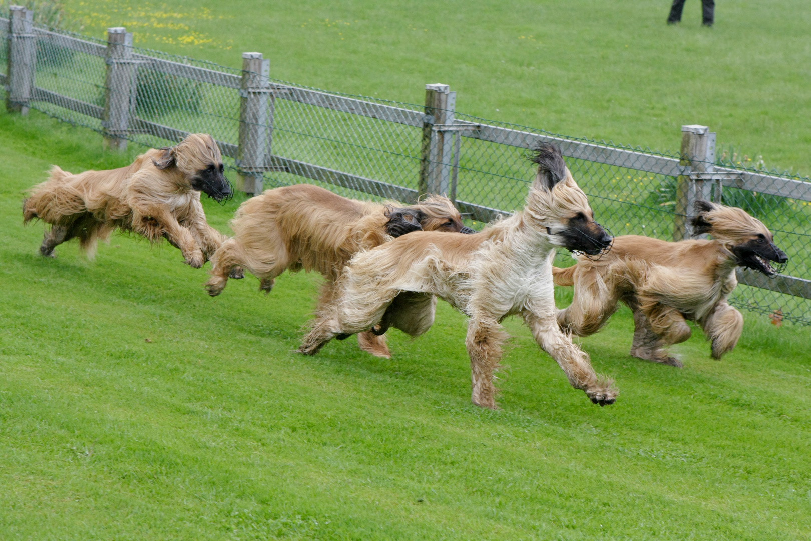 Colonge, dog races.