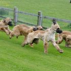 Colonge, dog races.