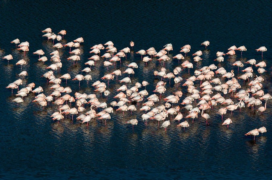 Colonie de flamants.