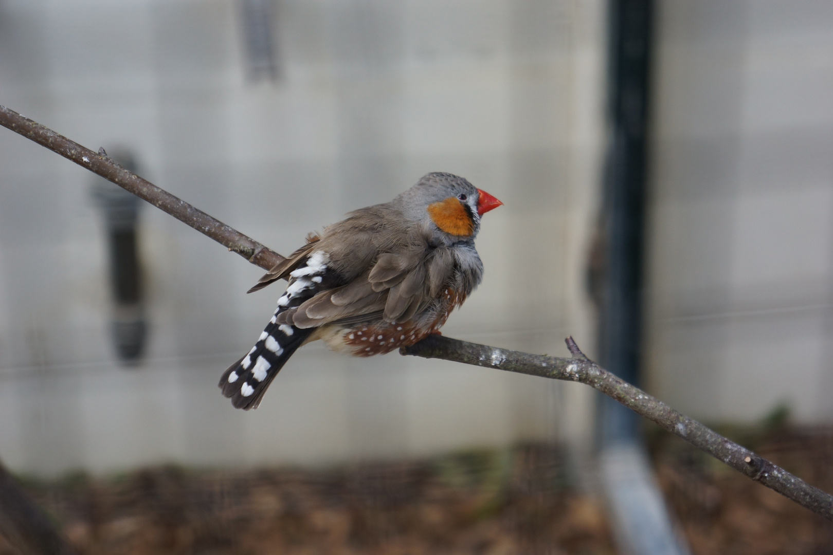 Colonie des cygnes