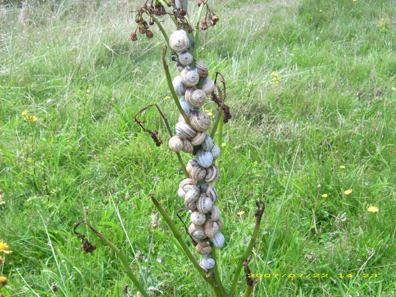 colonie d'escargots