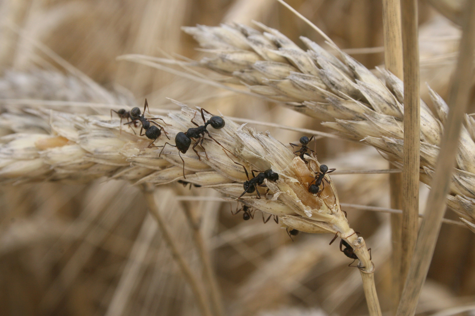 Colonisation en Provence