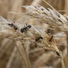 Colonisation en Provence