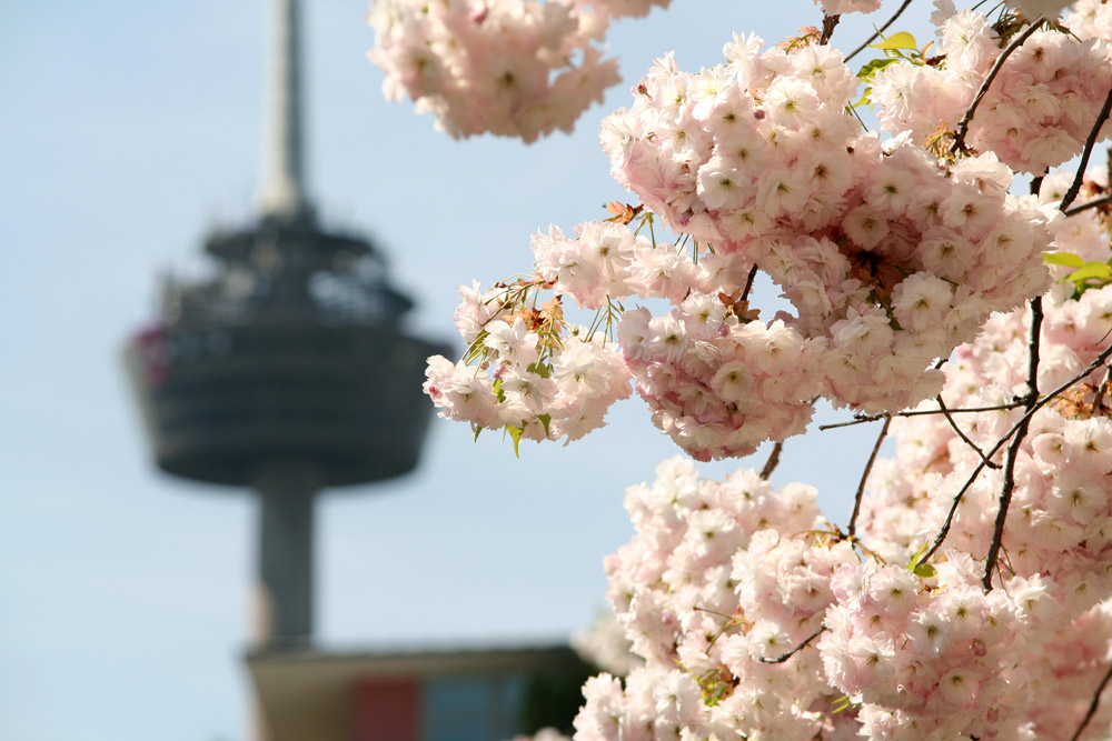 Colonius im Frühling