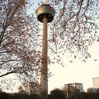 Colonius - Kölner Fernsehturm (2) (29.11.2011)