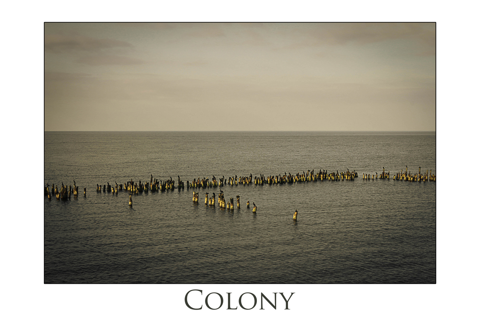 Colony