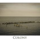 Colony