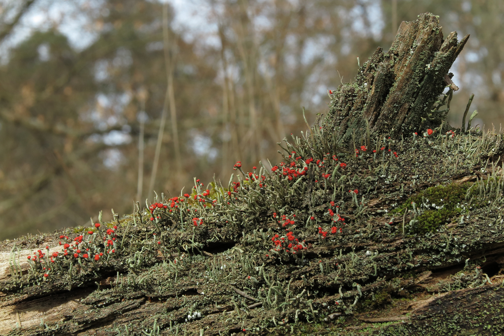Colony of British soldier lichen (Cladonia cristatella) with amazing red fungus heads