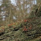 Colony of British soldier lichen (Cladonia cristatella) with amazing red fungus heads