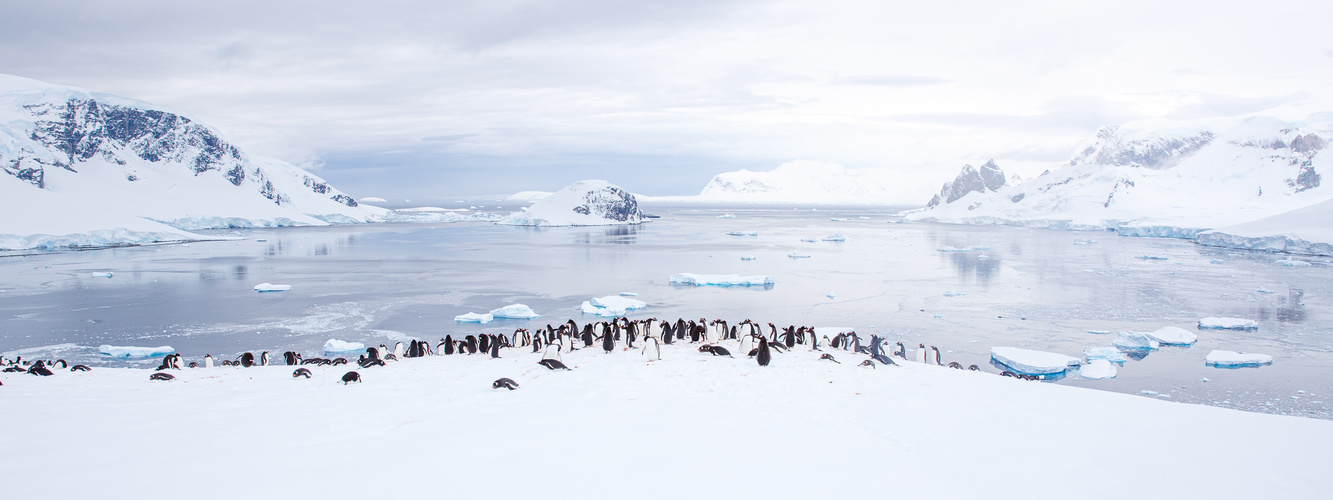 Colony of penguins, Antarctica