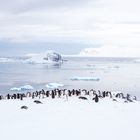 Colony of penguins, Antarctica