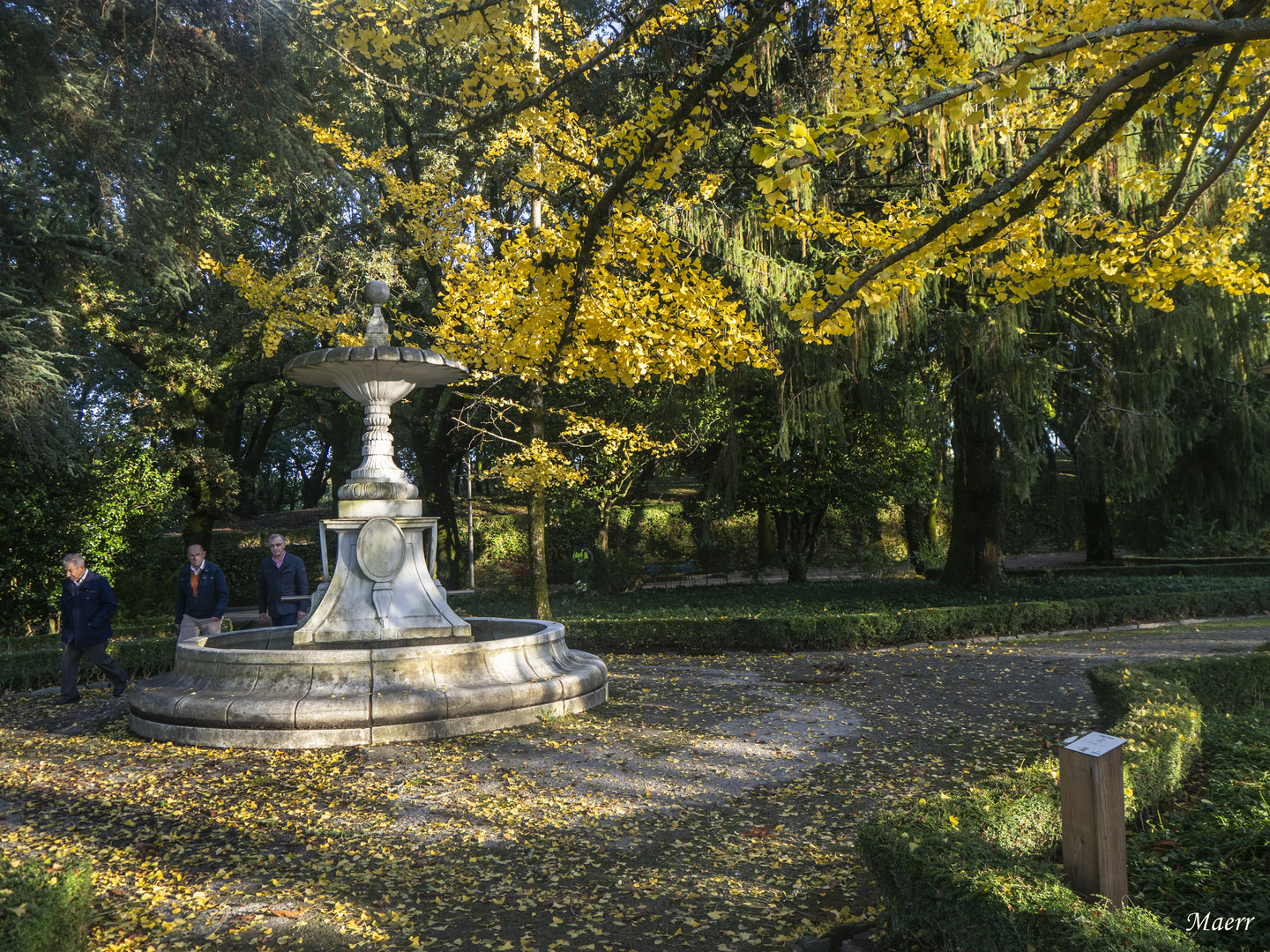 Coloquio entre la fuente y las ramas de Ginkgo Biloba