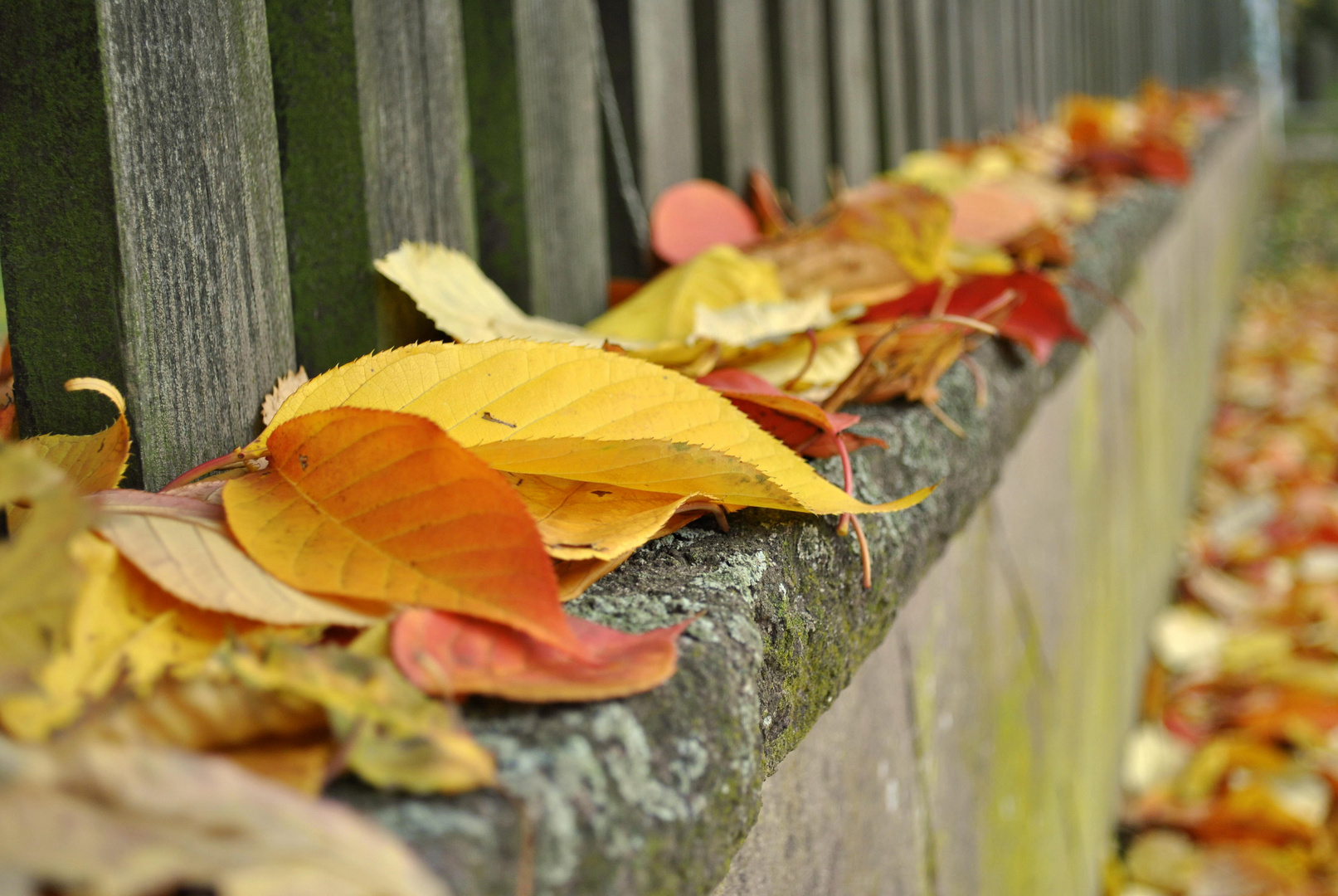 color at the fence