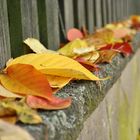 color at the fence