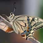 Color background Machaon