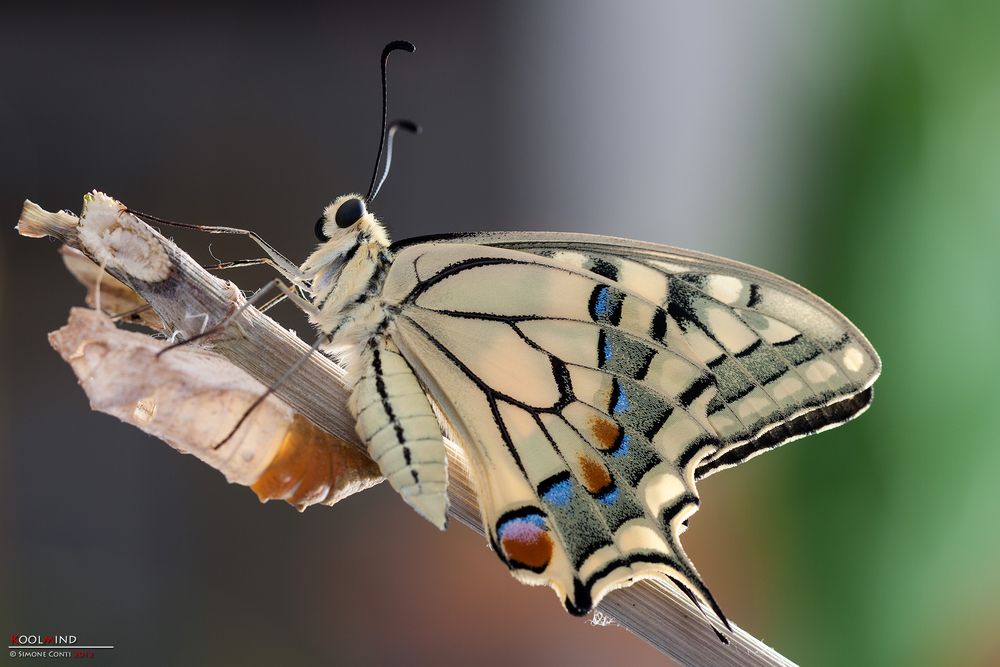 Color background Machaon