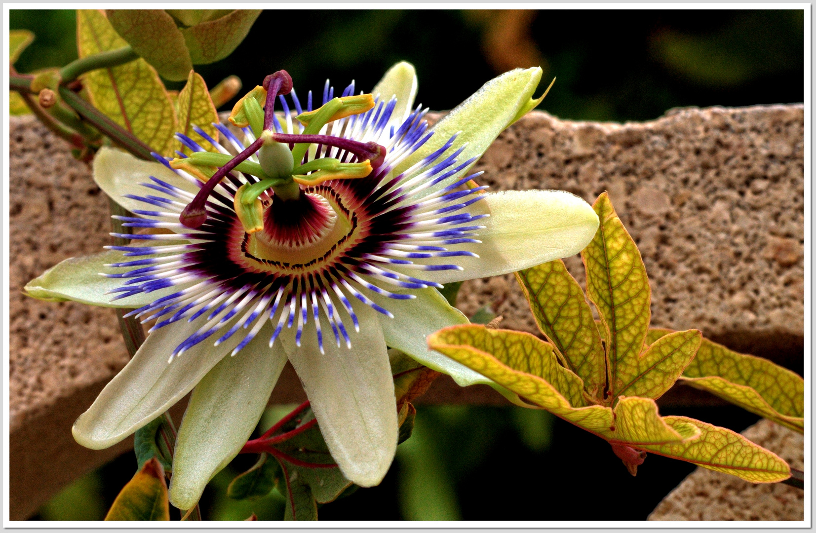 color de flores