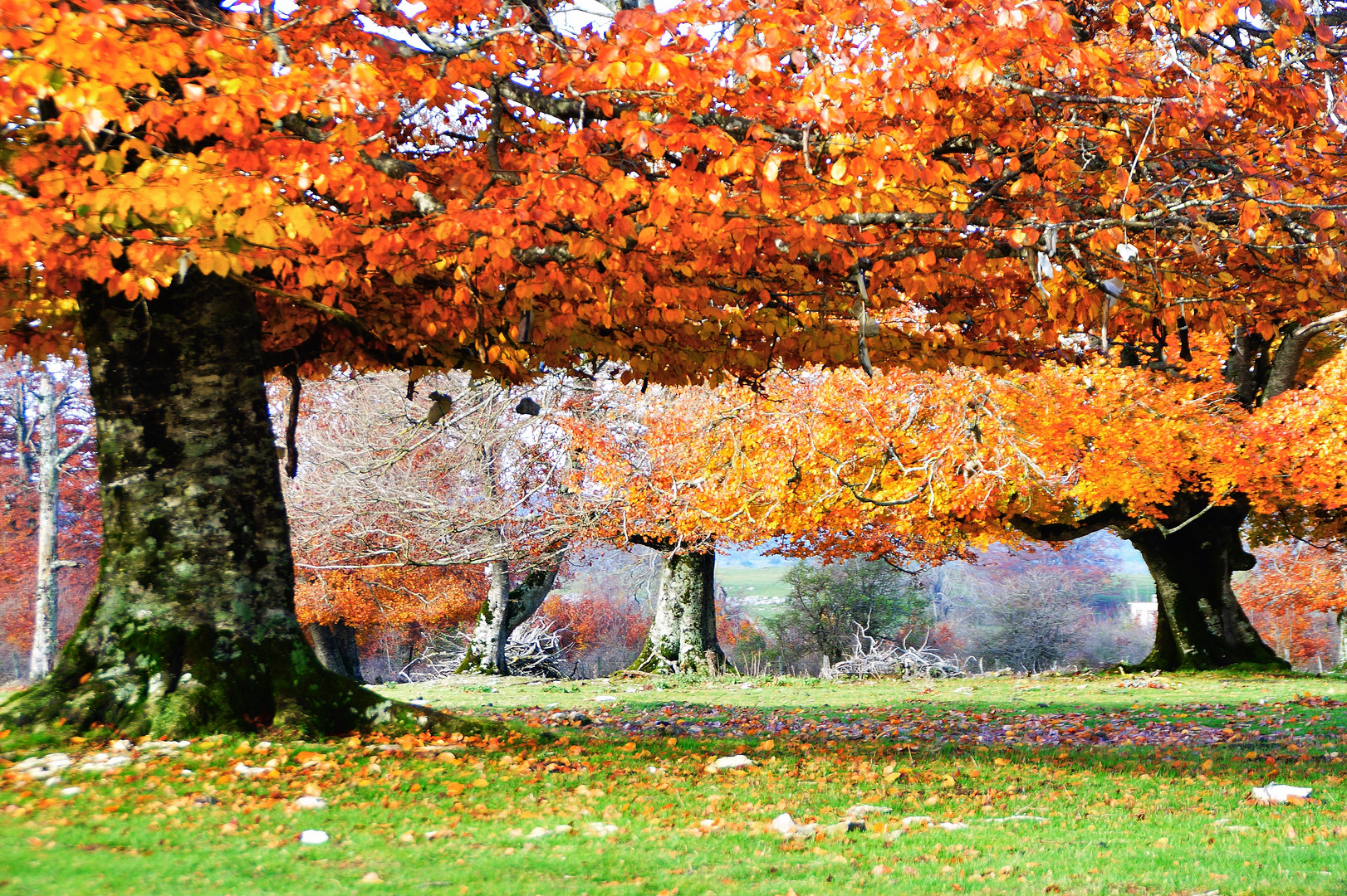 Color de otoño