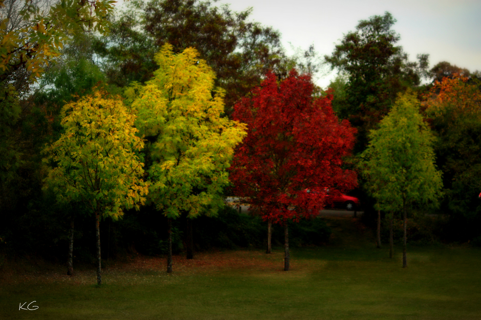 COLOR DE OTOÑO